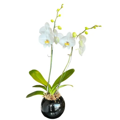 Orquidea blanca VII